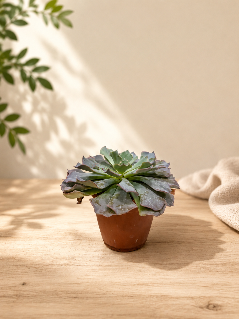 Echeveria Succulent Plant