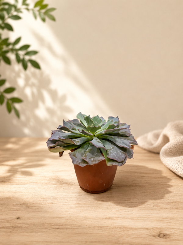 Echeveria Succulent Plant