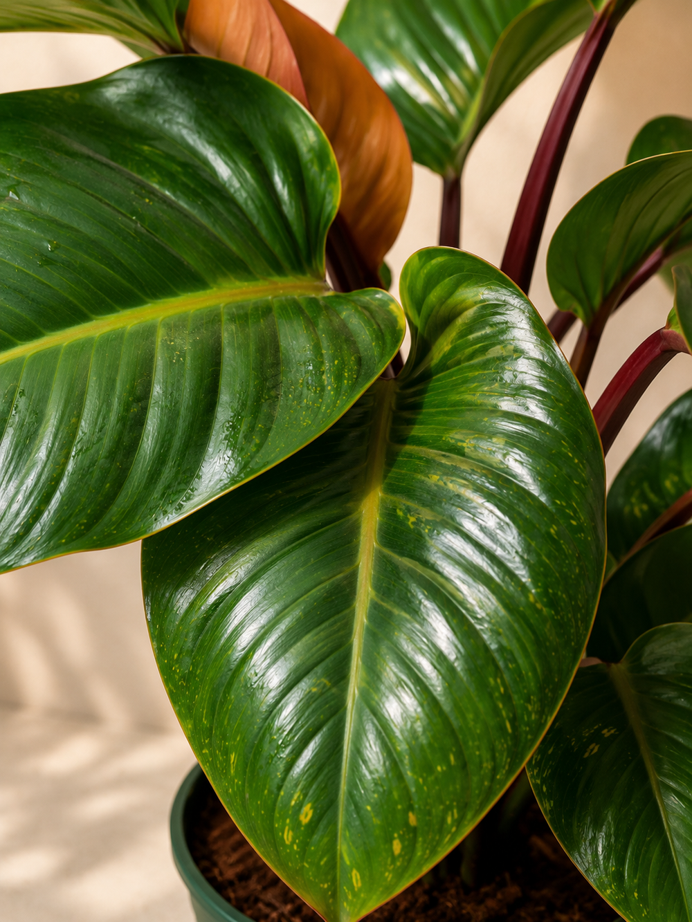 Philodendron Imperial Green