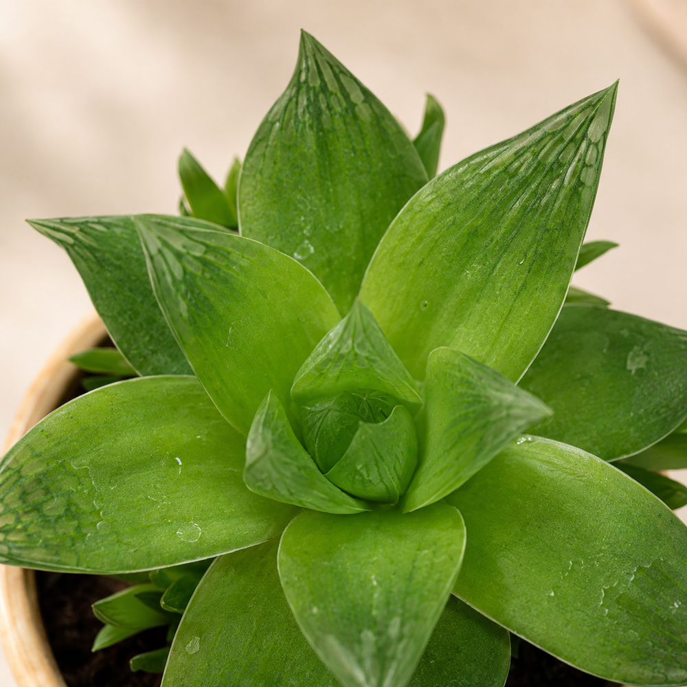 Window Haworthia Succulent Plant