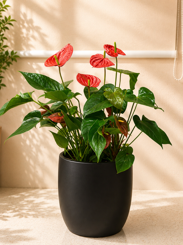 Red Anthurium in Premium Ceramic & Terracotta Planters