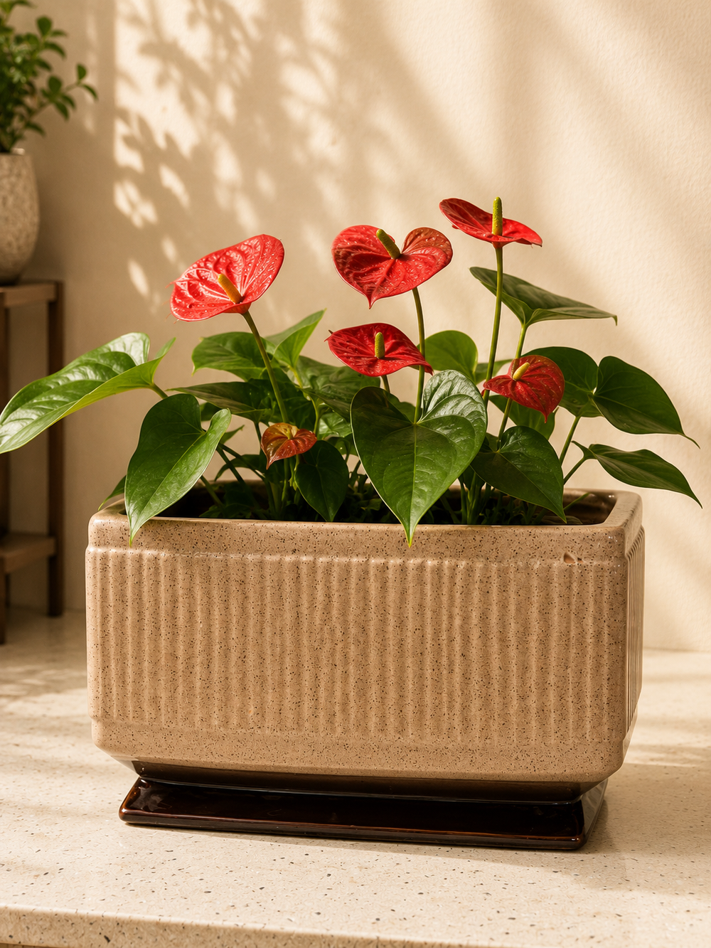 Red Anthurium in Premium Ceramic & Terracotta Planters