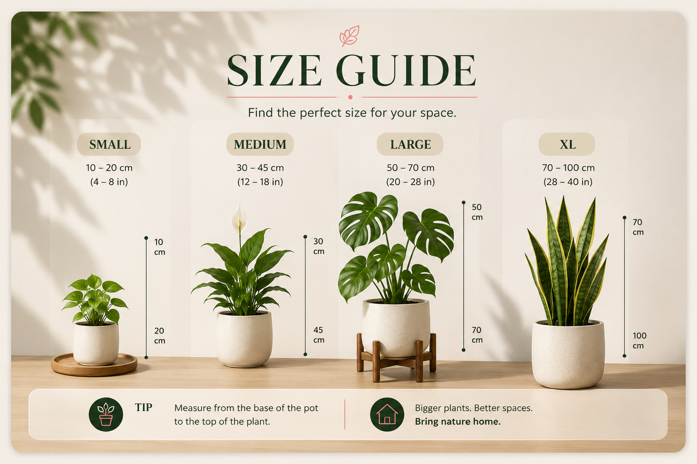 Plant & planter size guide