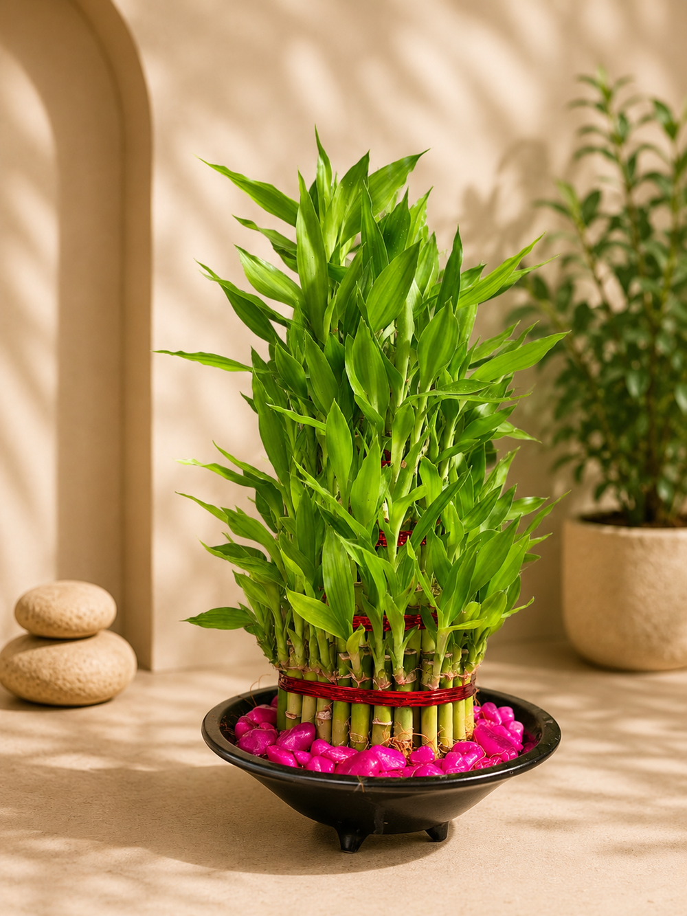 5 Layer Lucky Bamboo Plant
