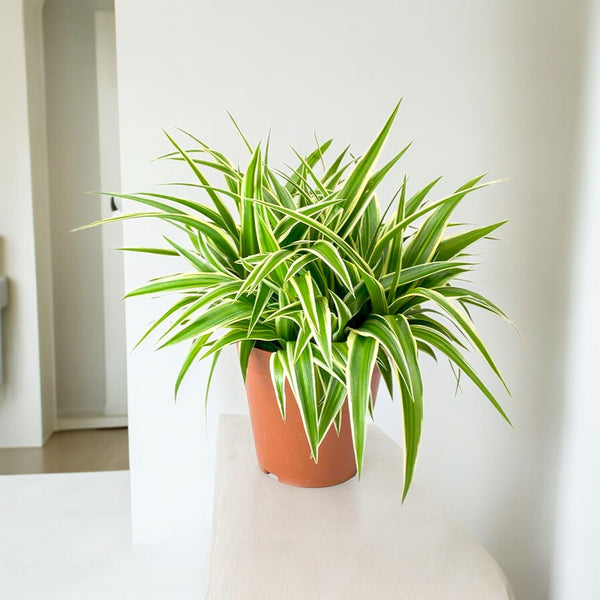 Chlorophytum spider plant with arching green and white striped leaves in a grow pot