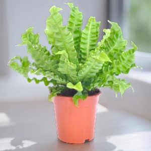 Indoor plants for apartments in Bangalore