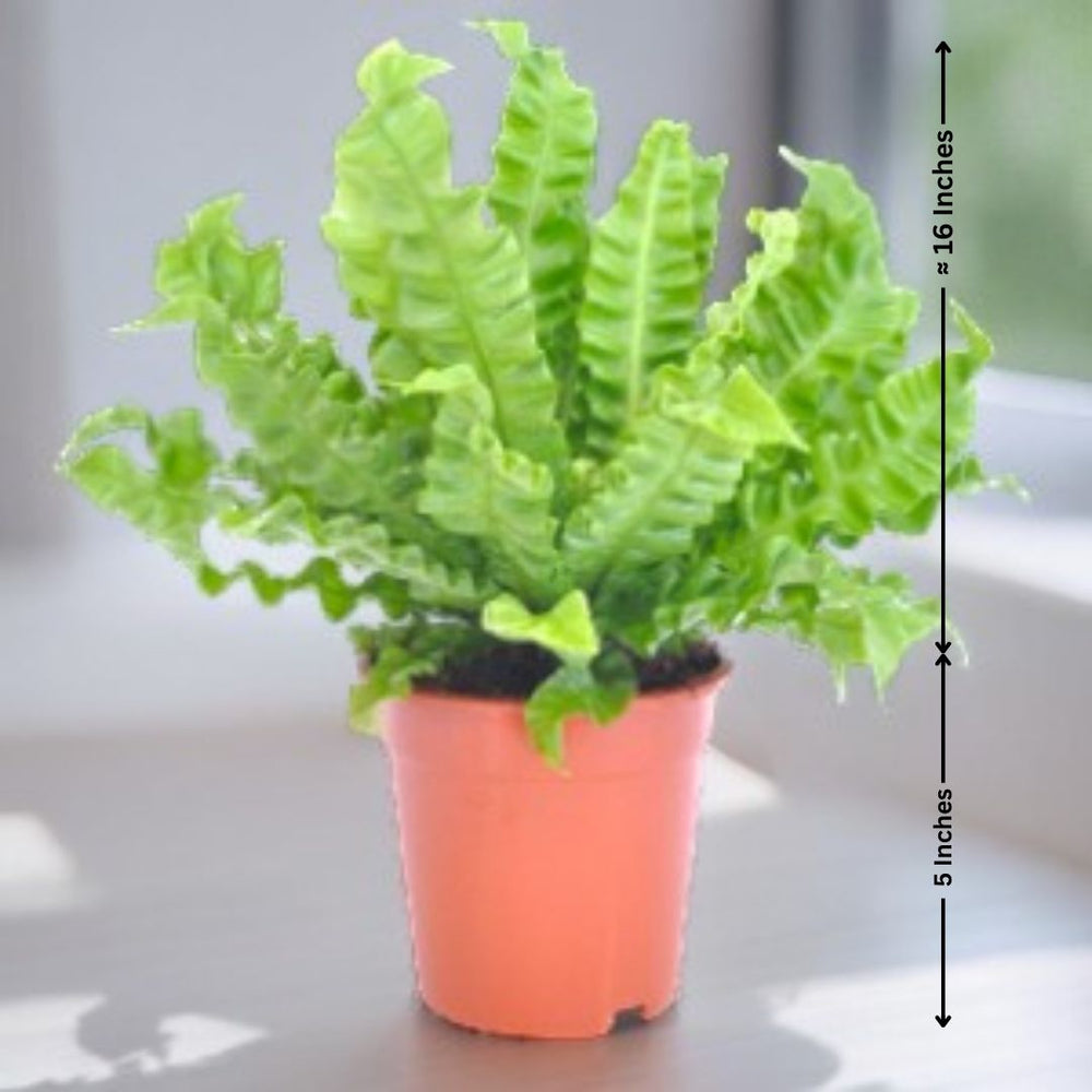 Best plant nurseries in Bangalore