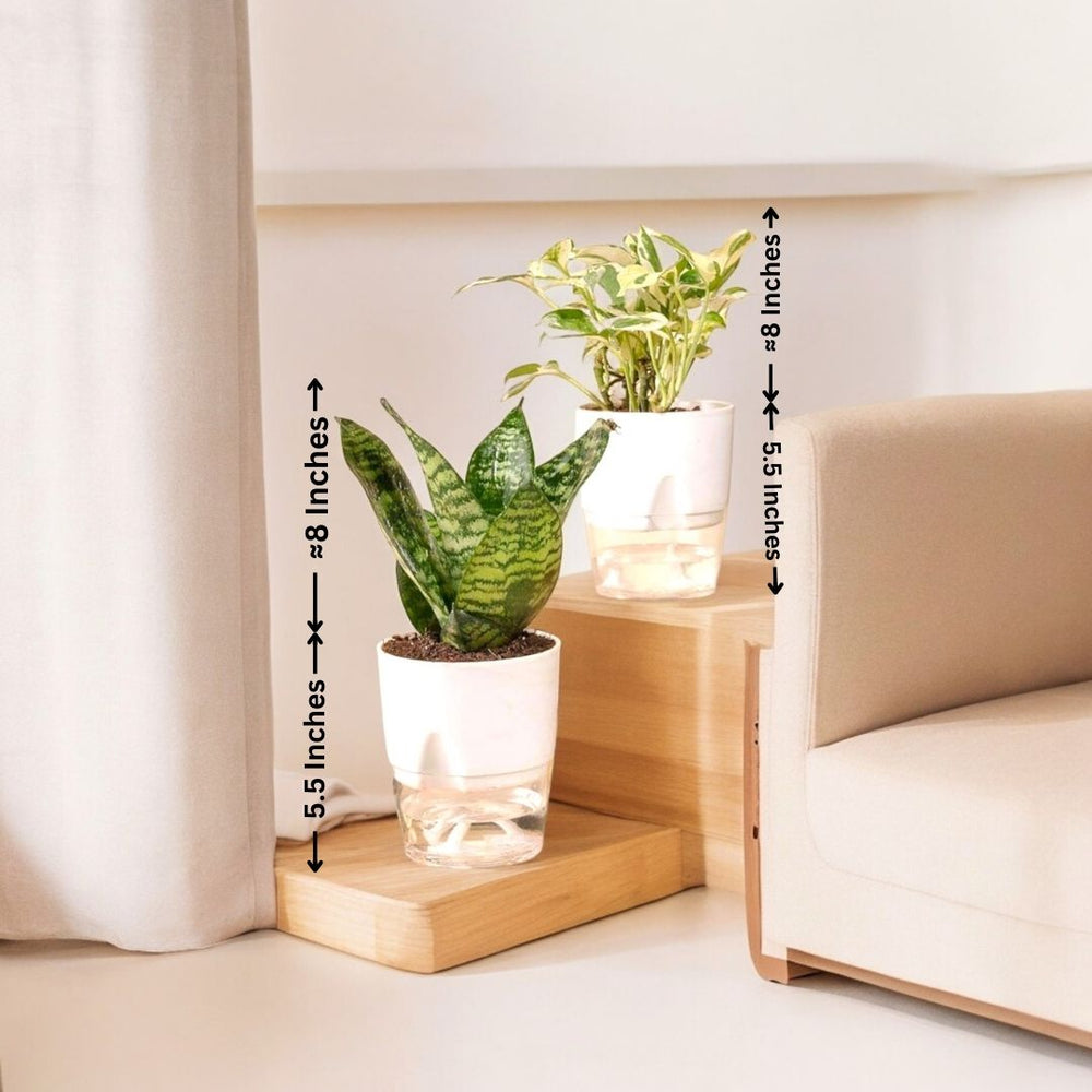 Buy indoor plants online Bangalore