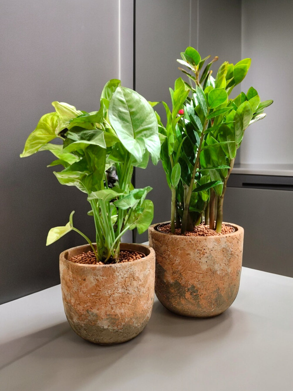 Indoor plant delivery in Bangalore