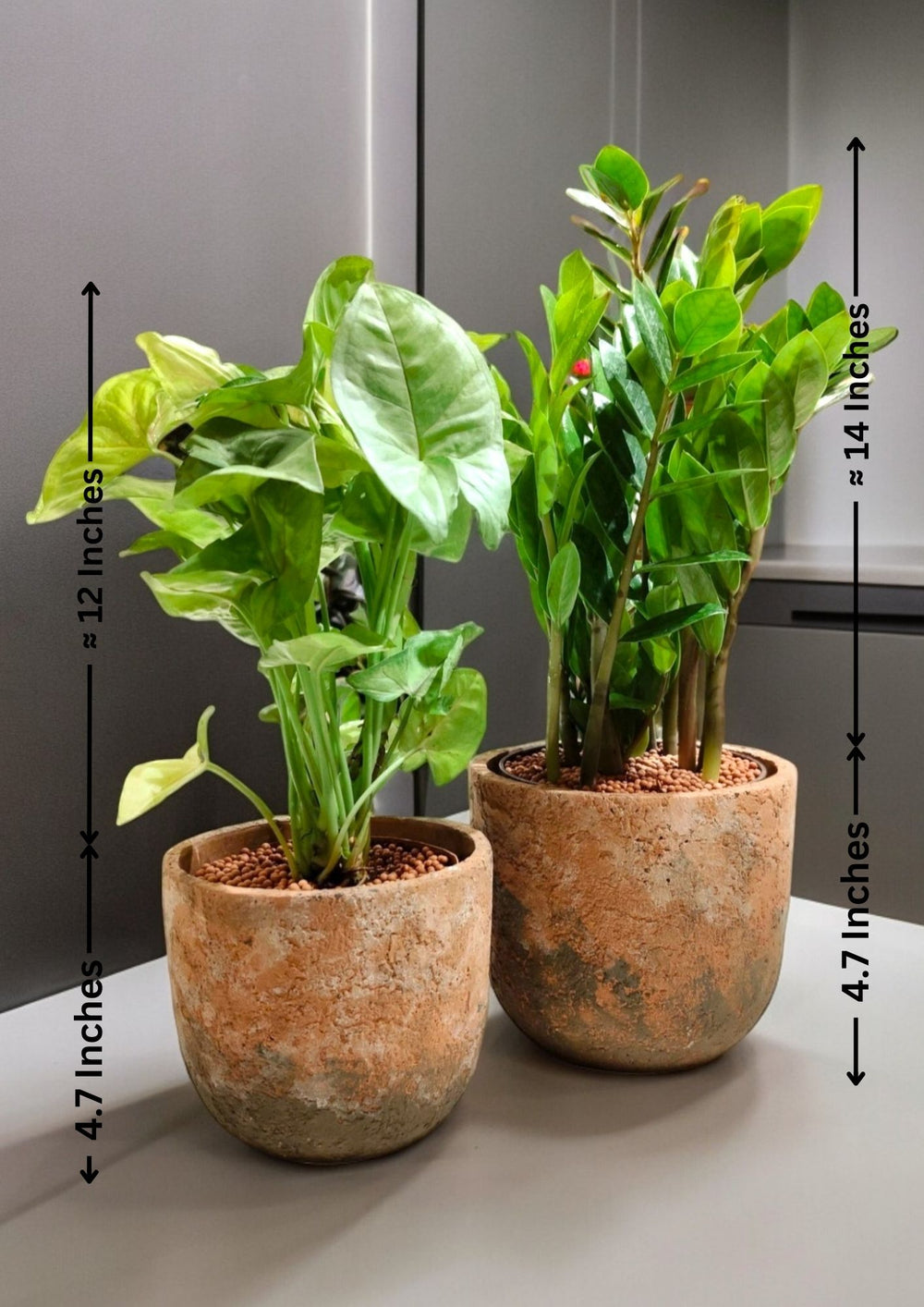 Indoor plant care Bangalore