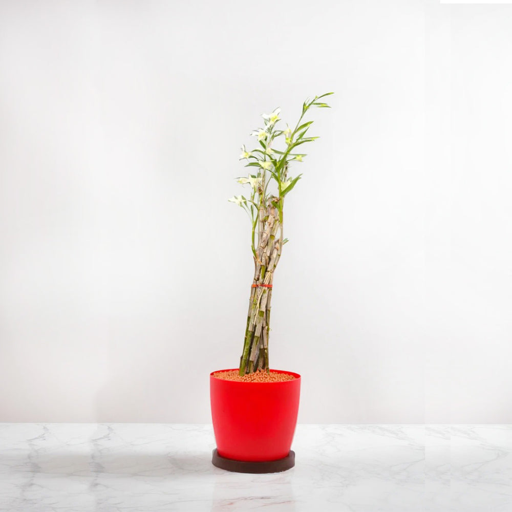 Dendrobium Orchid Plants