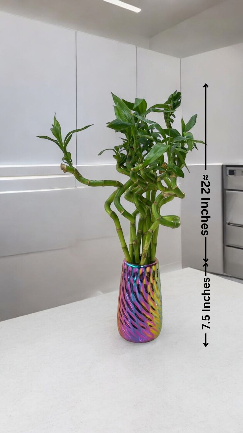 spiral lucky bamboo plant In bangalore 