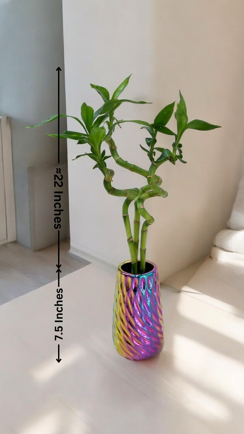 spiral stick lucky bamboo plant In Bangalore 