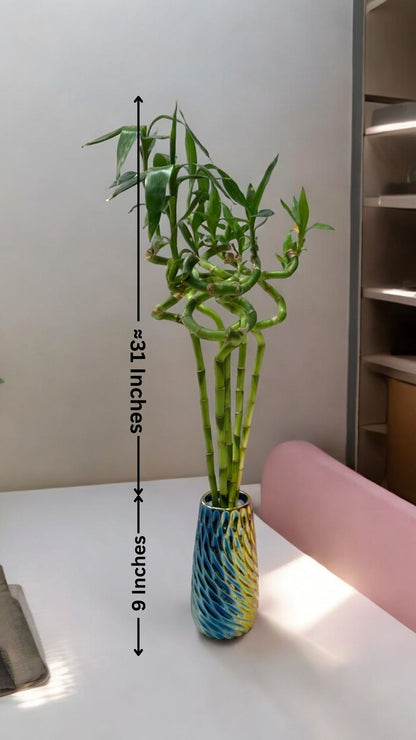 spiral bamboo price In Bangalore 