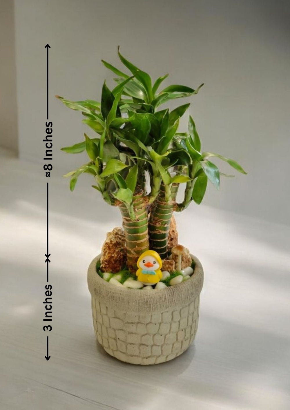 lucky bamboo plant decoration Near bangalore