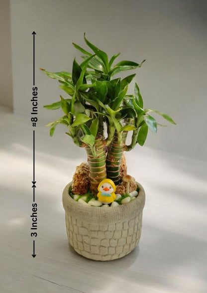 lucky bamboo plant decoration Near bangalore