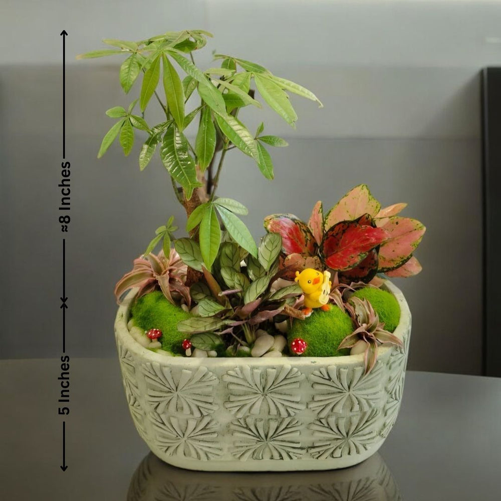 bonsai plant design  in Bangalore 