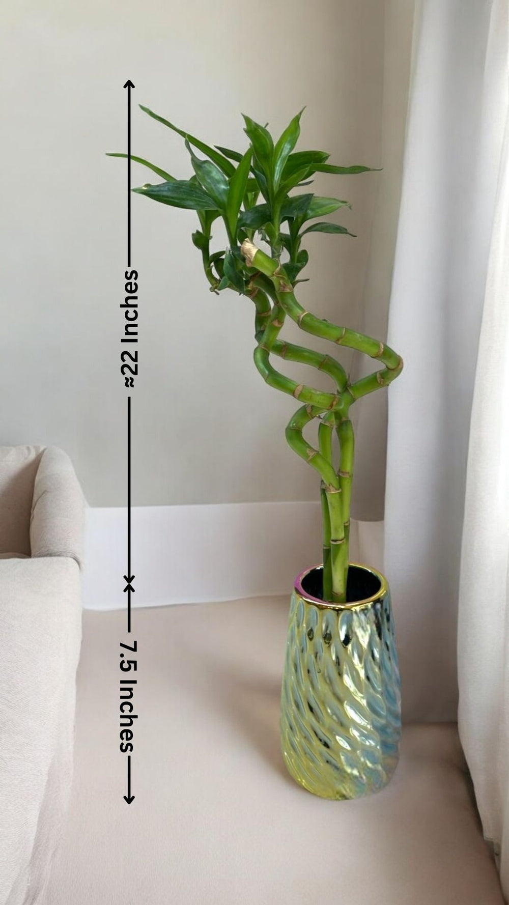 bamboo spiral plant In Bangalore 