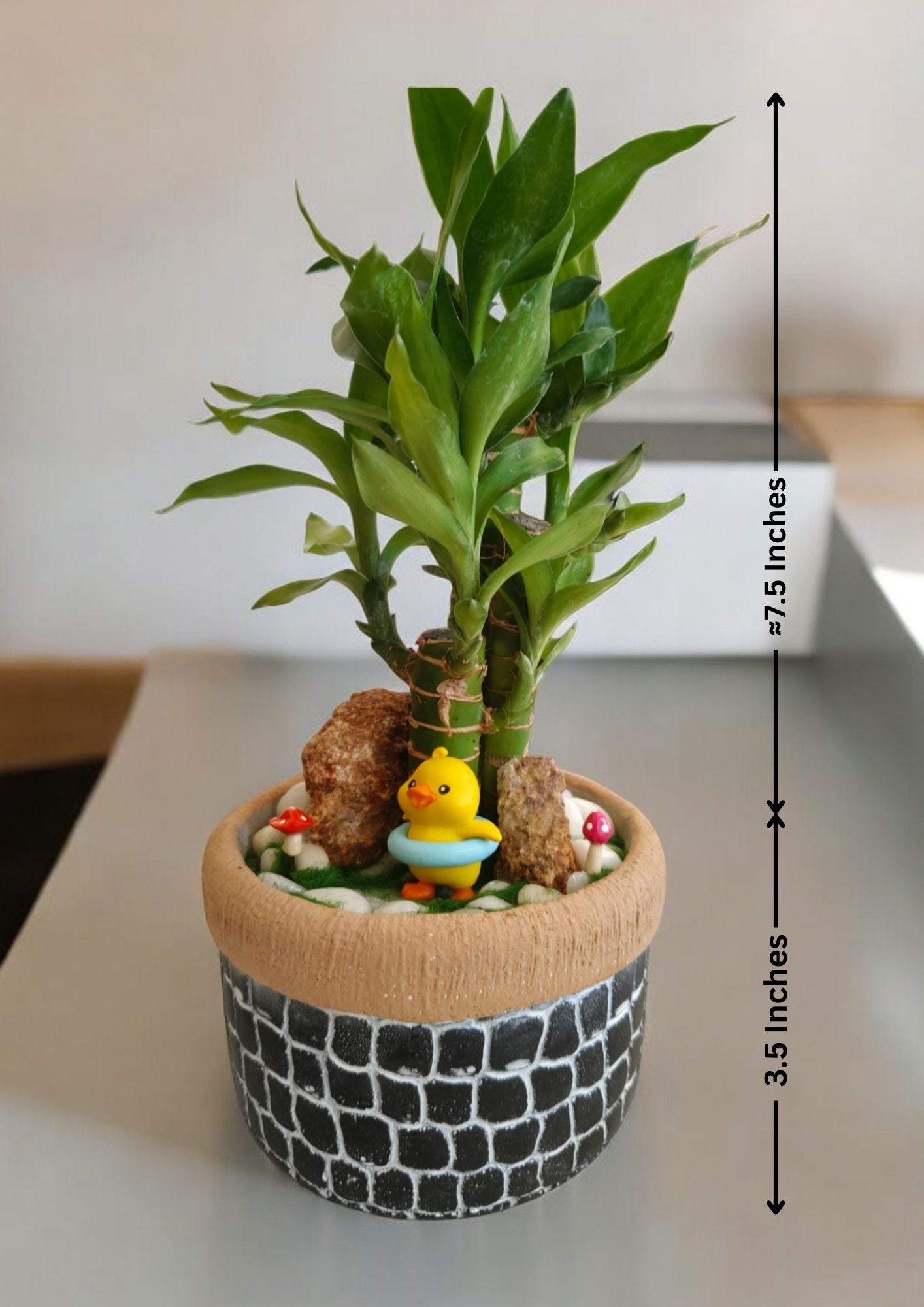 how to plant lucky bamboo in a pot in bangalore