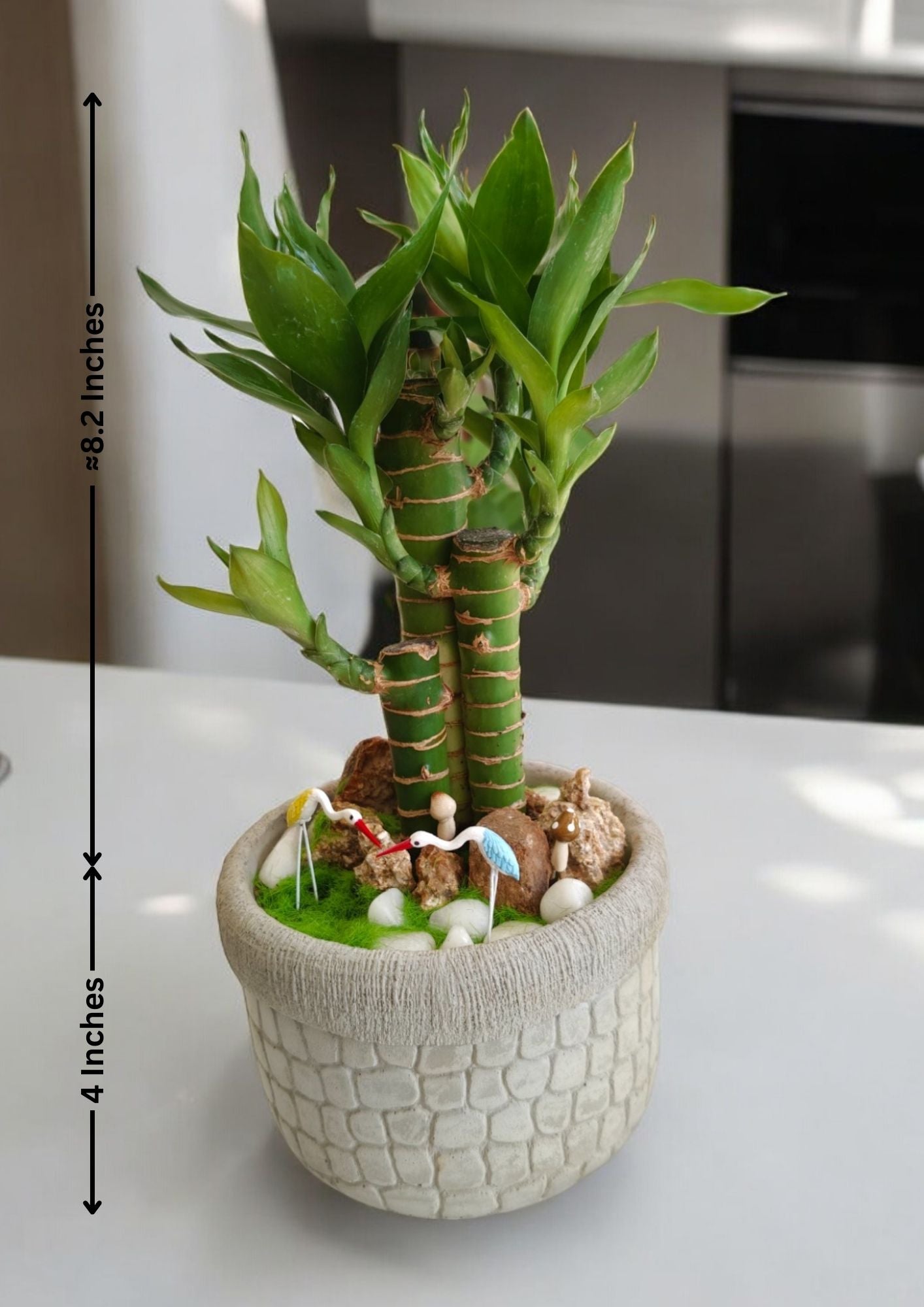 lucky bamboo plant with pot In Bangalore 