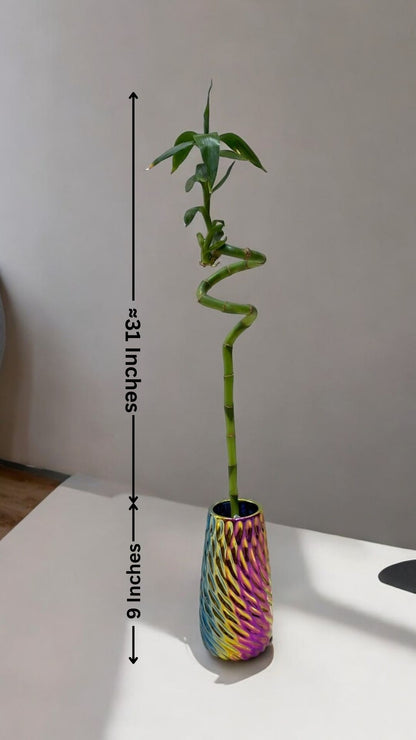 how many spiral bamboo stalks are lucky in Bangalore 
