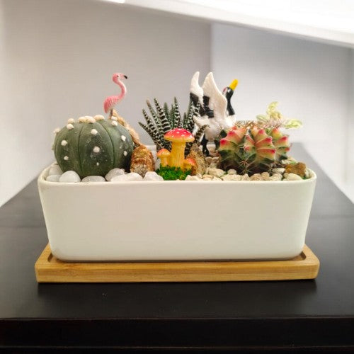 Designer_planter_with_Succulents And Miniatures plants and trees in bangalore