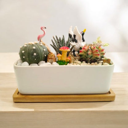 Designer_planter_with_Succulents And Miniatures 5 plants are living things in Bangalore