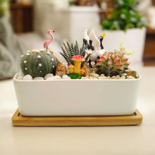 Designer_planter_with_Succulents plants buy online in bangalore