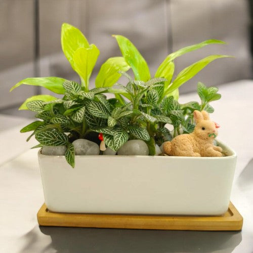 Designer_planter_with_Succulents_and _miniatures 14 in Bangalore 