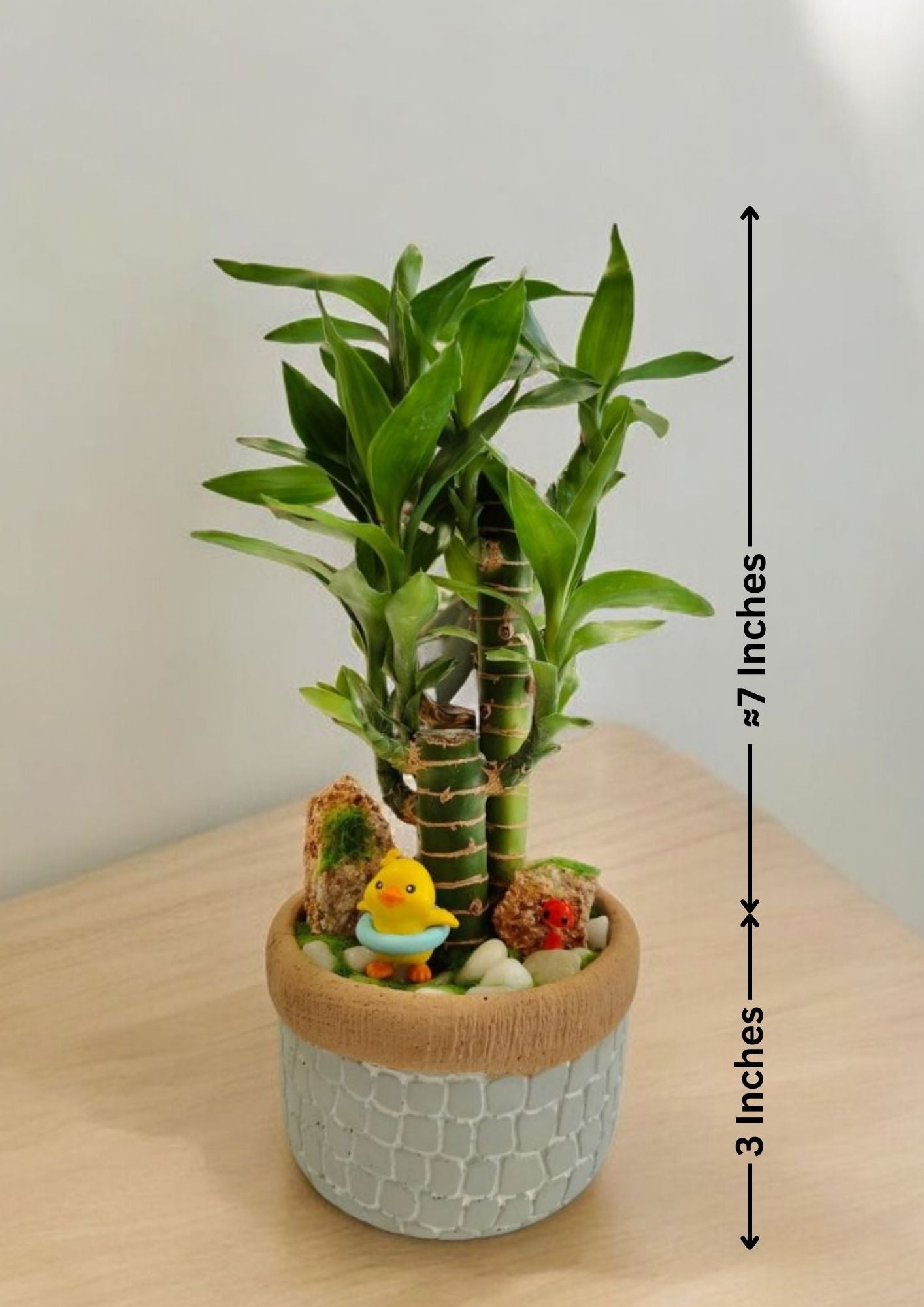 lucky bamboo plant decoration in Bangalore