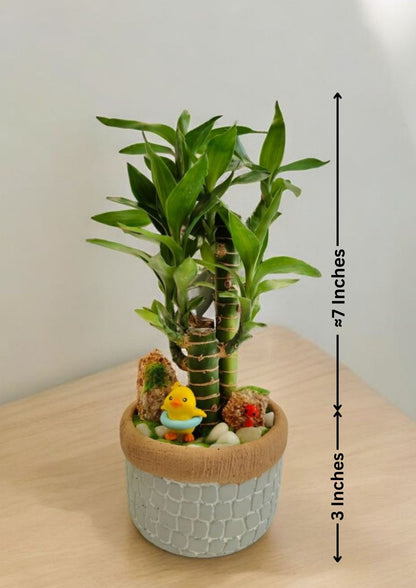 lucky bamboo plant decoration in Bangalore