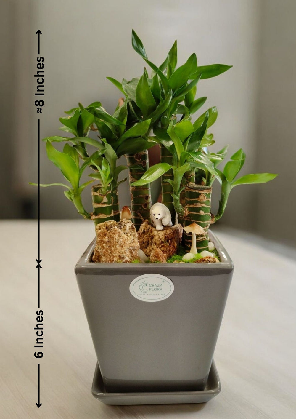 lucky bamboo plant with pot in Bangalore