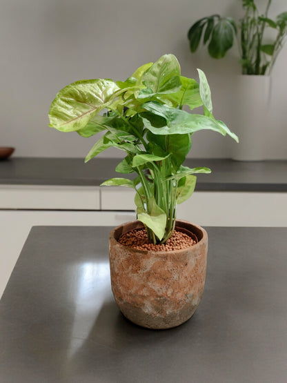 Syngonium Plant In Designer pot