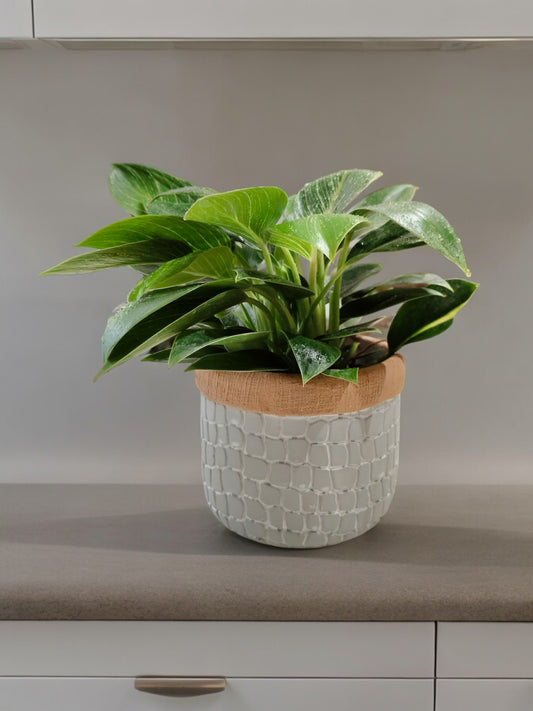 Exotic Indoor Philodendron Birkin Plant in designer pot