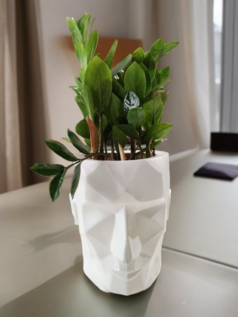 Man Face Shape Ceramic Planter and Plant