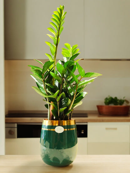 JooGTook ZZ Plant - Zamia Tanaman