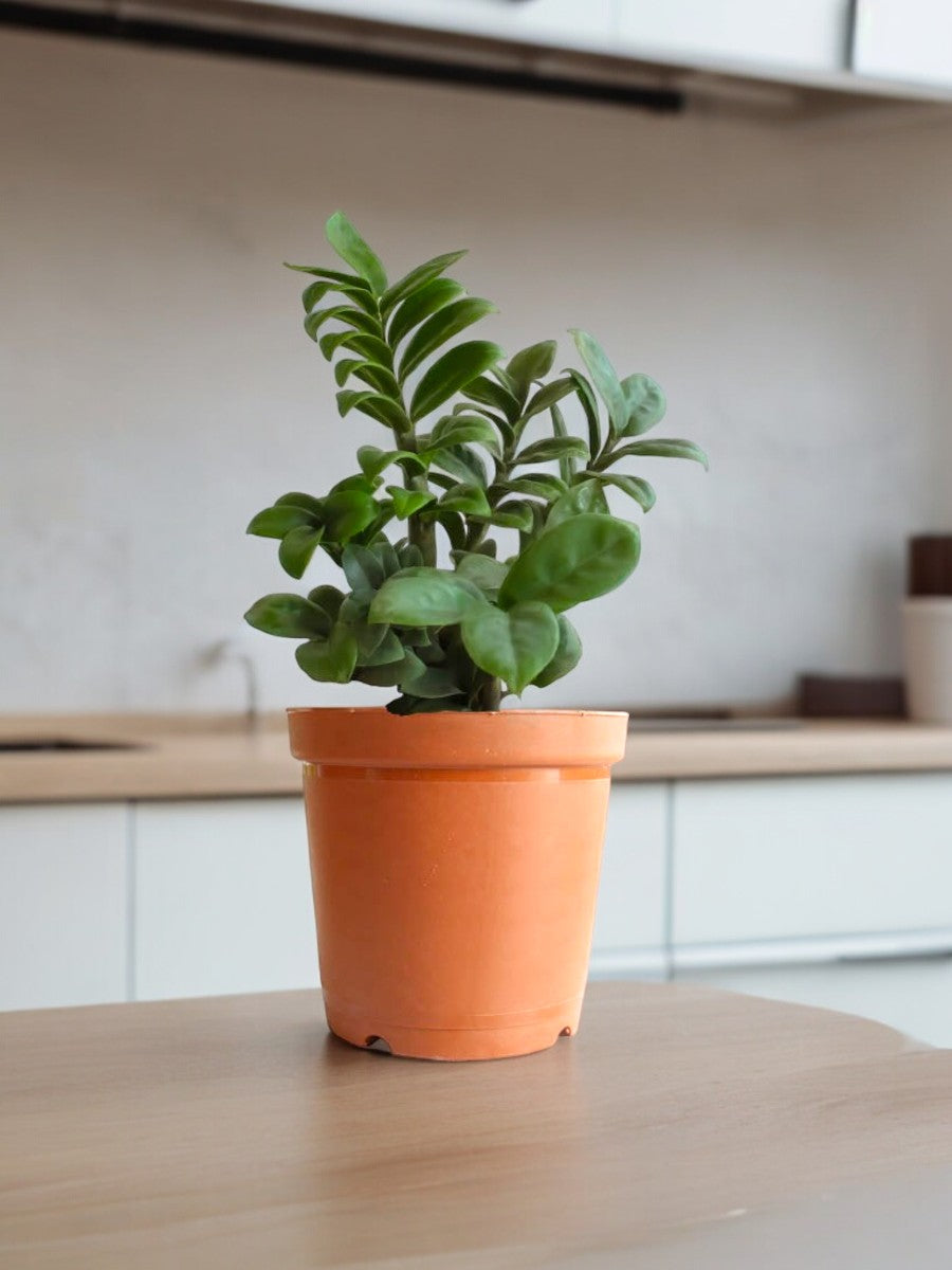 Outdoor Flowering Plants Bangalore