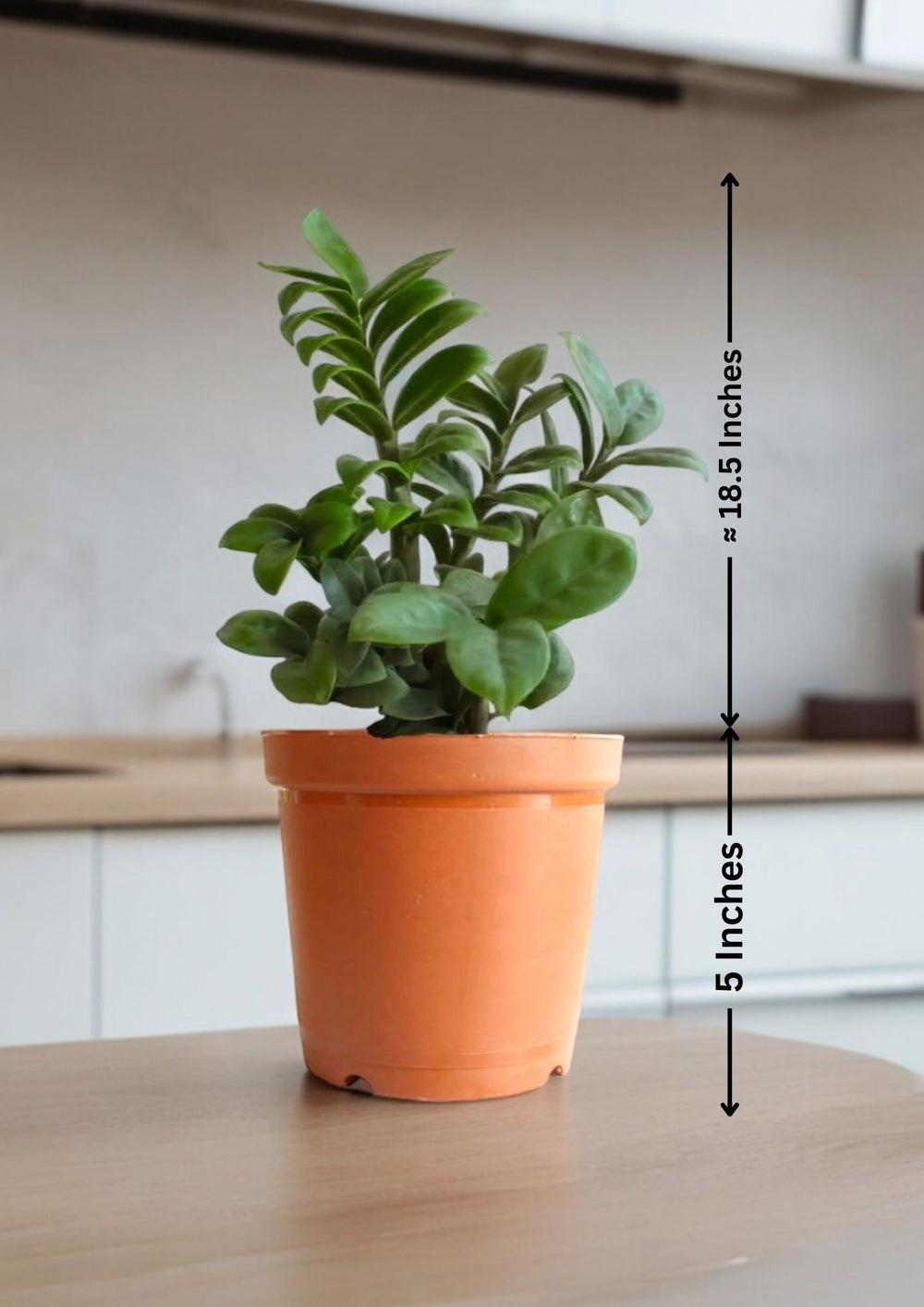 Outdoor Plant Nursery Bangalore
