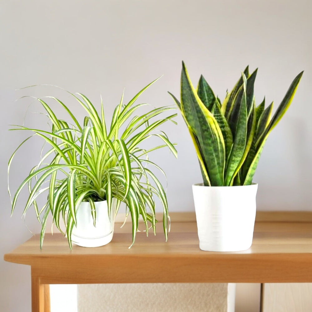 Plants Online in Bangalore for Sale