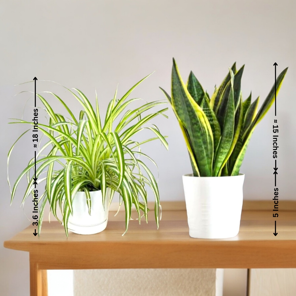 Indoor Plants for Home in Bangalore