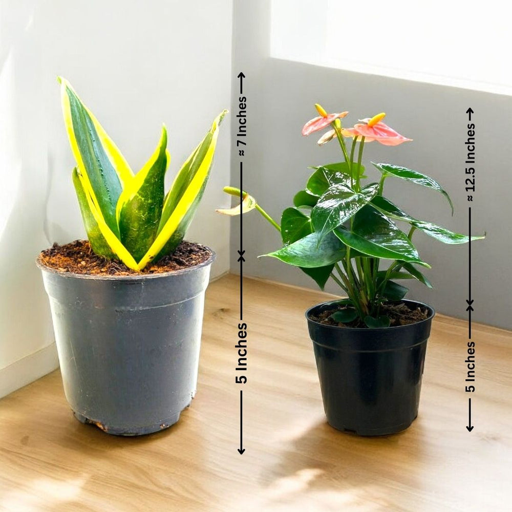 Indoor plant care Bangalore
