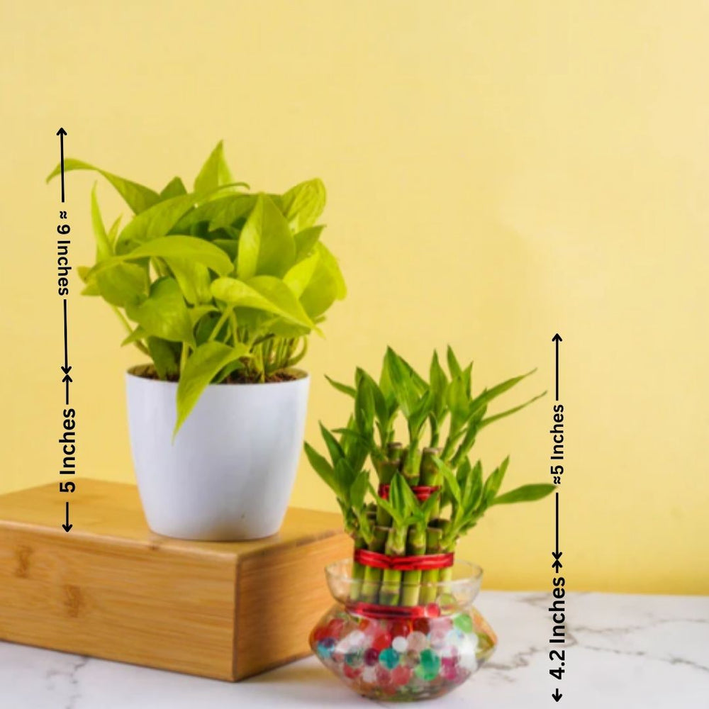Best indoor plants for Bangalore homes