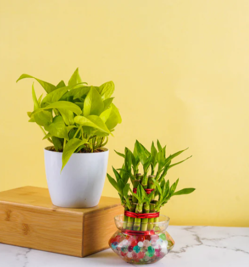 Indoor plant shops in Bangalore