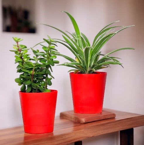 Best plant nurseries in Bangalore