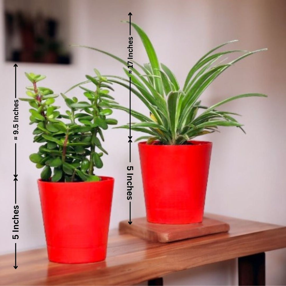 Indoor plants for apartments in Bangalore