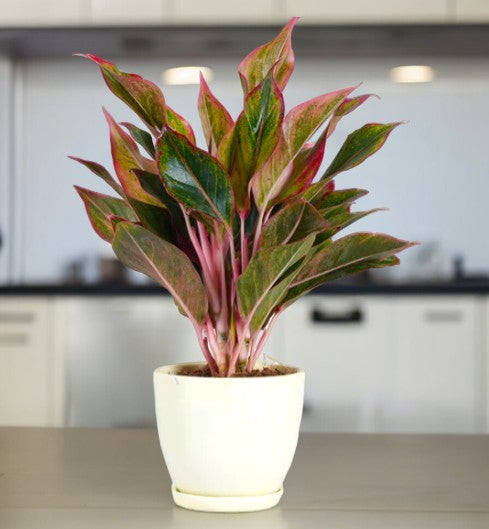 Indoor Plants for Home in Bangalore