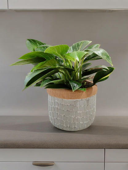 Exotic Philodendron Birkin plant in designer pot – white variegated indoor foliage – CrazyFlora