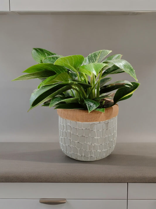 Exotic Philodendron Birkin plant in designer pot – white variegated indoor foliage – CrazyFlora