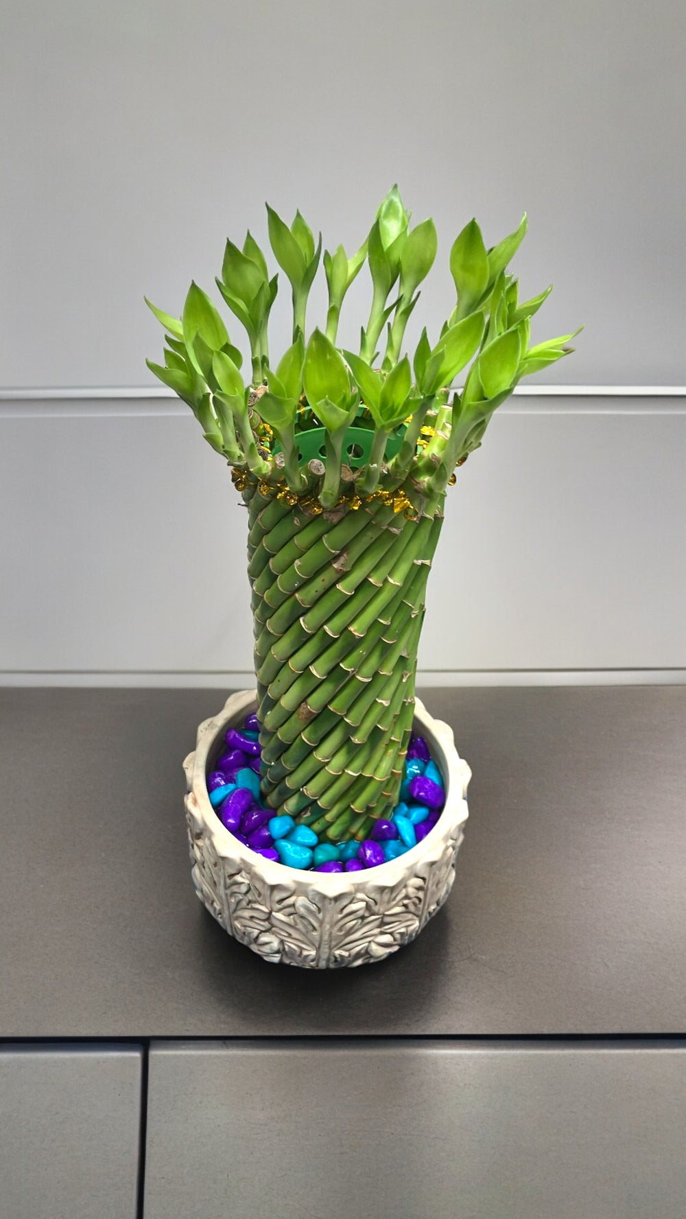 Indoor plant 