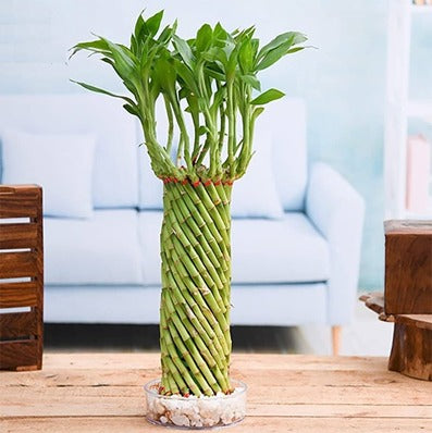 Feng Shui wheel-shaped lucky bamboo plant arrangement in a glass bowl planter